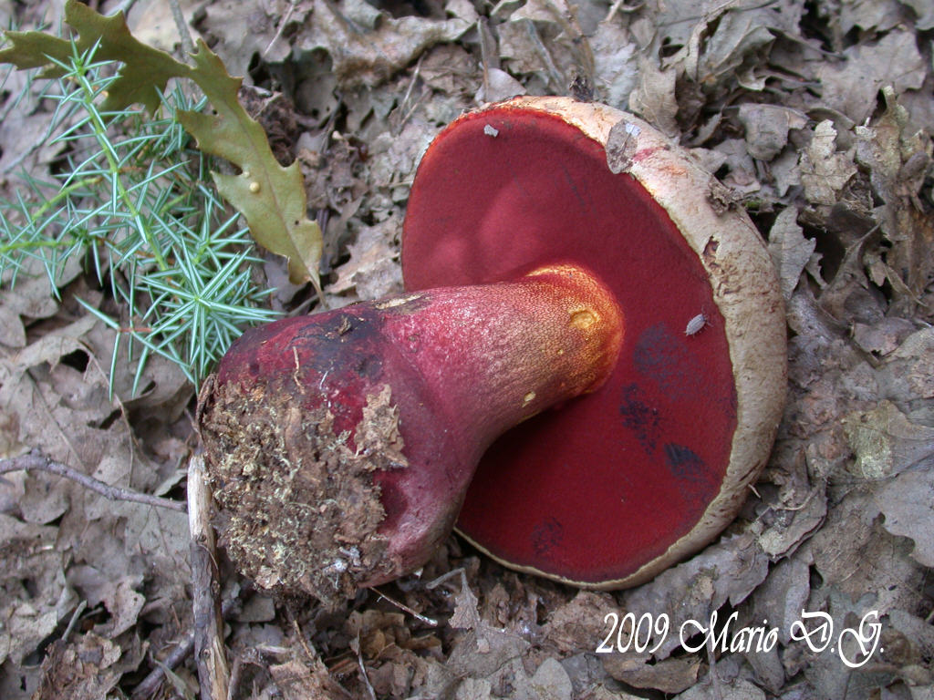 Boletus da determinare >>> n�2